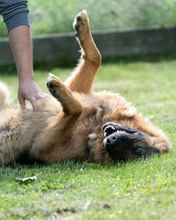 VOX, Hund, Mischlingshund in Kroatien - Bild 12