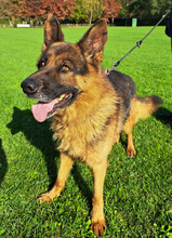 VOX, Hund, Mischlingshund in Kroatien - Bild 14