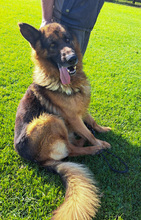 VOX, Hund, Mischlingshund in Kroatien - Bild 15