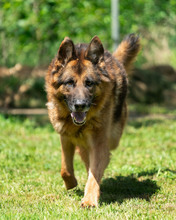 VOX, Hund, Mischlingshund in Kroatien - Bild 2