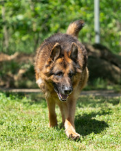 VOX, Hund, Mischlingshund in Kroatien - Bild 4