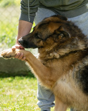 VOX, Hund, Mischlingshund in Kroatien - Bild 6