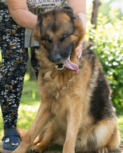 VOX, Hund, Mischlingshund in Kroatien - Bild 7