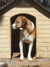 CHLOE, Hund, Mischlingshund in Hausen - Bild 14