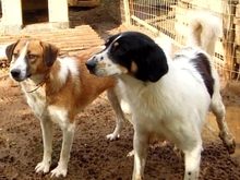 CHLOE, Hund, Mischlingshund in Hausen - Bild 19