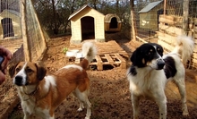 CHLOE, Hund, Mischlingshund in Hausen - Bild 20