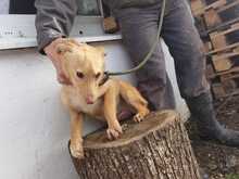 LITZY, Hund, Mischlingshund in Rumänien - Bild 2