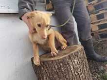 LITZY, Hund, Mischlingshund in Rumänien - Bild 3