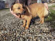 NAAVA, Hund, Mischlingshund in Rumänien - Bild 2