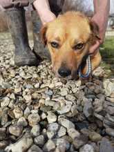 NAAVA, Hund, Mischlingshund in Rumänien - Bild 3