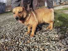 NAAVA, Hund, Mischlingshund in Rumänien - Bild 4