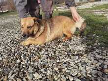 NAAVA, Hund, Mischlingshund in Rumänien - Bild 5