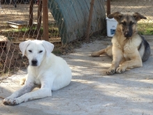 EMIR, Hund, Mischlingshund in Griechenland - Bild 10