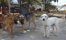 EMIR, Hund, Mischlingshund in Griechenland - Bild 11