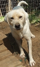 EMIR, Hund, Mischlingshund in Griechenland - Bild 12