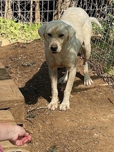 EMIR, Hund, Mischlingshund in Griechenland - Bild 13