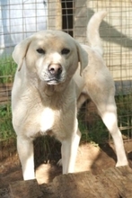 EMIR, Hund, Mischlingshund in Griechenland - Bild 16