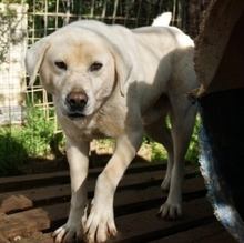 EMIR, Hund, Mischlingshund in Griechenland - Bild 17
