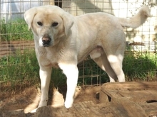 EMIR, Hund, Mischlingshund in Griechenland - Bild 18