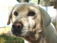 EMIR, Hund, Mischlingshund in Griechenland - Bild 19