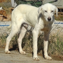 EMIR, Hund, Mischlingshund in Griechenland - Bild 2