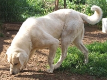 EMIR, Hund, Mischlingshund in Griechenland - Bild 20