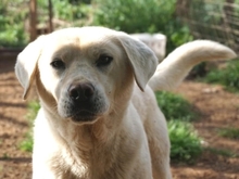 EMIR, Hund, Mischlingshund in Griechenland - Bild 22