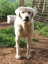 EMIR, Hund, Mischlingshund in Griechenland - Bild 23