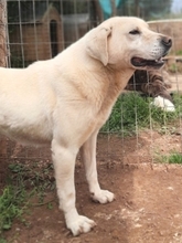 EMIR, Hund, Mischlingshund in Griechenland - Bild 25