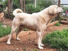 EMIR, Hund, Mischlingshund in Griechenland - Bild 26
