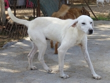 EMIR, Hund, Mischlingshund in Griechenland - Bild 3