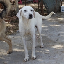 EMIR, Hund, Mischlingshund in Griechenland - Bild 4