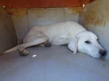EMIR, Hund, Mischlingshund in Griechenland - Bild 5