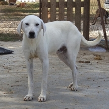 EMIR, Hund, Mischlingshund in Griechenland - Bild 6