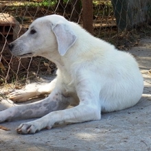 EMIR, Hund, Mischlingshund in Griechenland - Bild 7