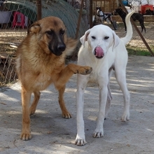 EMIR, Hund, Mischlingshund in Griechenland - Bild 8