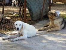 EMIR, Hund, Mischlingshund in Griechenland - Bild 9