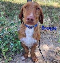 BRAQUE, Hund, Mischlingshund in Spanien - Bild 1