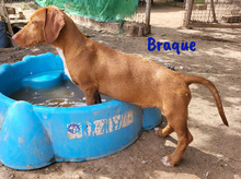 BRAQUE, Hund, Mischlingshund in Spanien - Bild 10