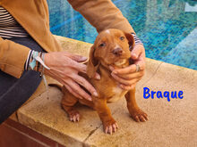 BRAQUE, Hund, Mischlingshund in Spanien - Bild 11