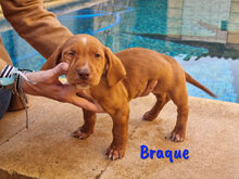 BRAQUE, Hund, Mischlingshund in Spanien - Bild 12