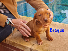 BRAQUE, Hund, Mischlingshund in Spanien - Bild 13