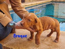 BRAQUE, Hund, Mischlingshund in Spanien - Bild 15