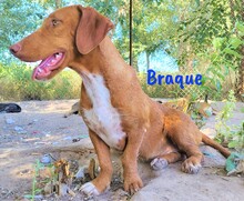 BRAQUE, Hund, Mischlingshund in Spanien - Bild 2