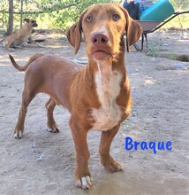 BRAQUE, Hund, Mischlingshund in Spanien - Bild 3