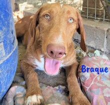 BRAQUE, Hund, Mischlingshund in Spanien - Bild 4