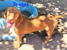 BRAQUE, Hund, Mischlingshund in Spanien - Bild 5