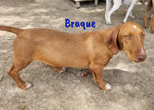 BRAQUE, Hund, Mischlingshund in Spanien - Bild 6