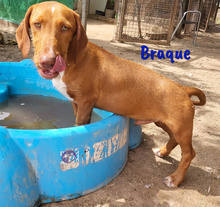 BRAQUE, Hund, Mischlingshund in Spanien - Bild 7