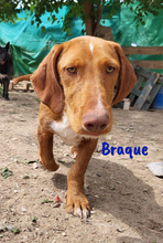 BRAQUE, Hund, Mischlingshund in Spanien - Bild 8
